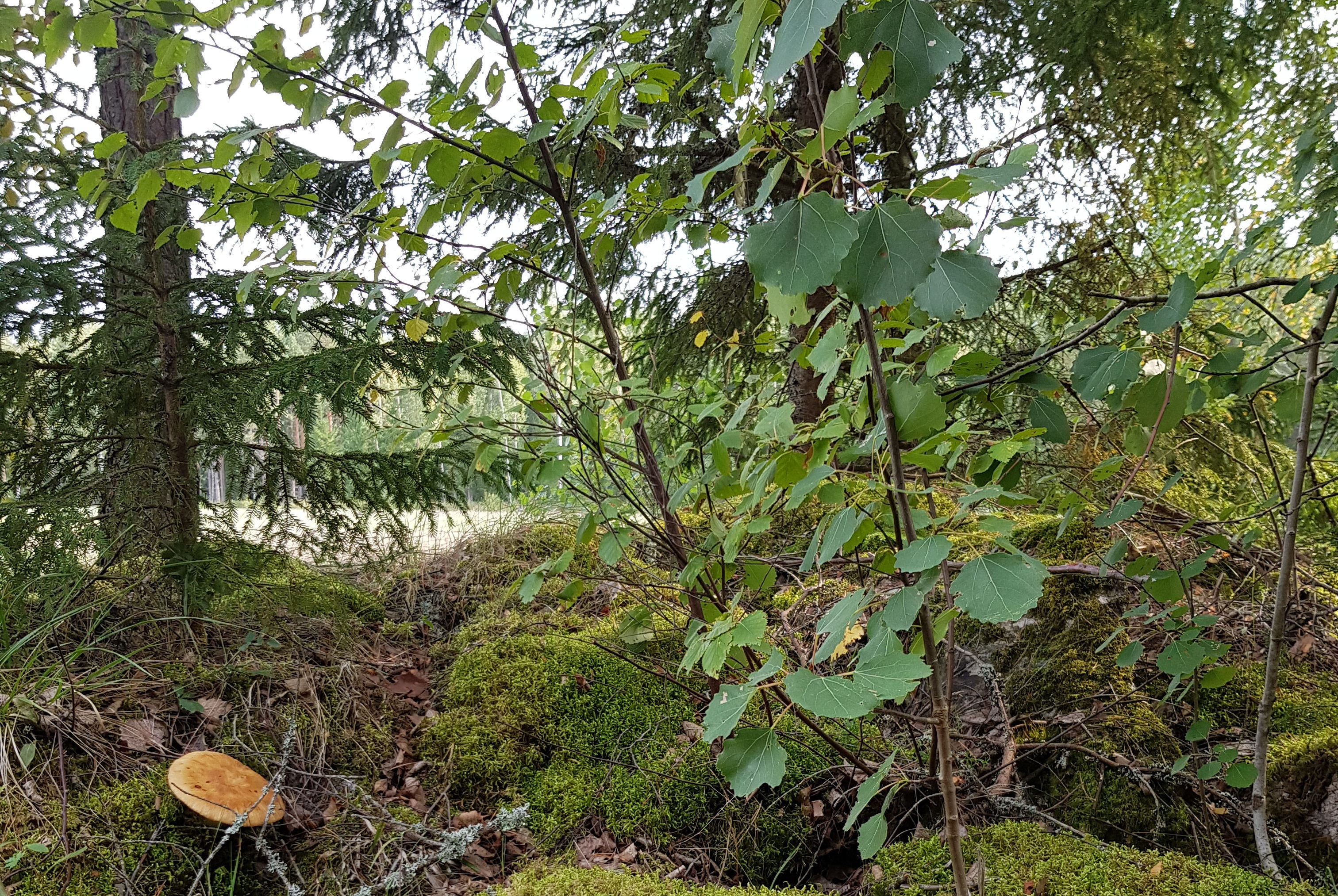 cropped-20180908_133741-e1536411335134-1.jpg